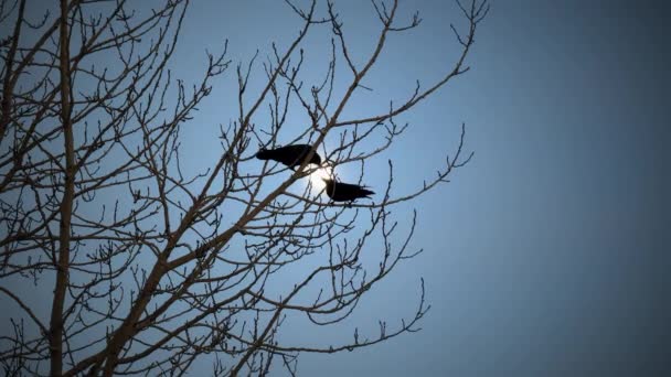Two Ravens Perched Tree Kissing Front Moon Slow Motion — Stock Video