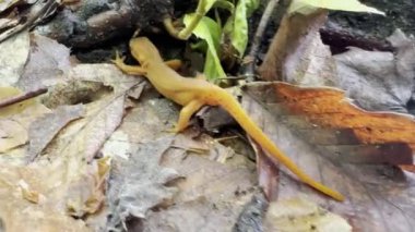 Vermont, ABD 'de yaprak kaplı orman zemininde kırmızı semender çırpınıyor