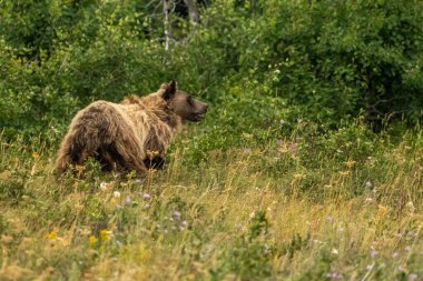 Ormandaki bir şey, Buzul Ulusal Parkı 'ndaki Shaggy Grizzly Bear' ın dikkatini çekiyor.