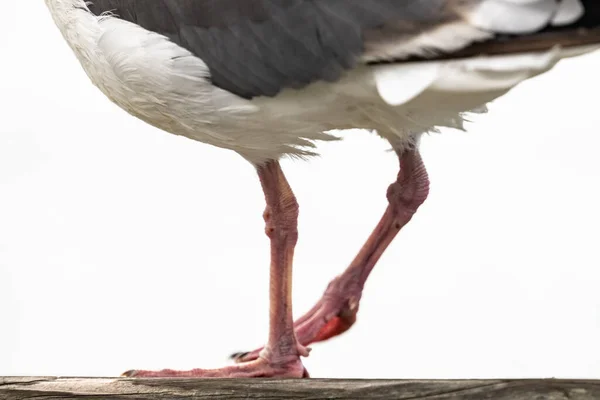 Sea Gull Pernas Caminhe Longo Calçadão Contra Céu Branco — Fotografia de Stock