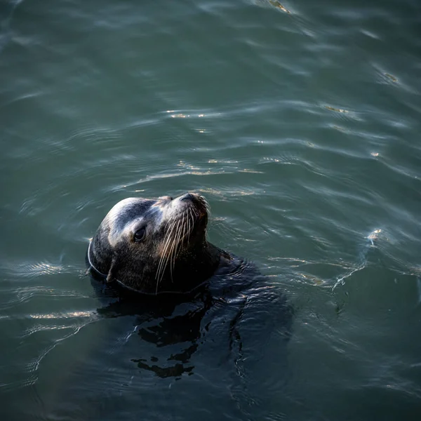 Sea Lion Cocks Testa All Indietro Appena Sopra Superficie Dell — Foto Stock