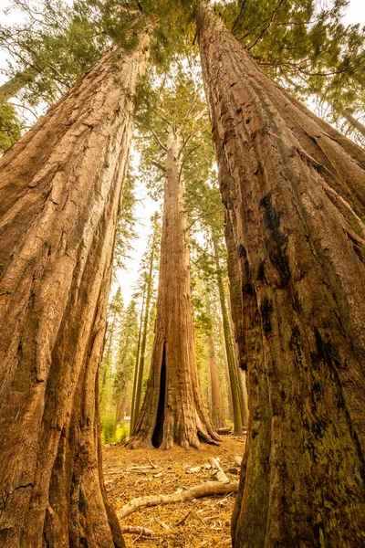 stock image Sequoia Trees Grouped Together to Reach for The Sky in Yosemite National Park