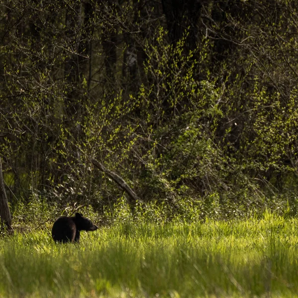 Маленький Черный Медведь Смотрит Через Травяное Поле Национальном Парке Грейт — стоковое фото
