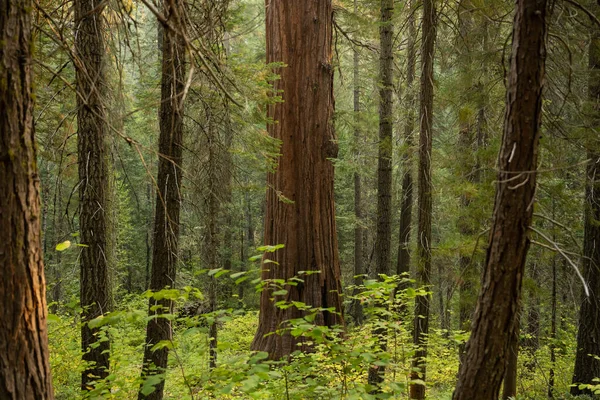 Árvore Sequoia Única Cercada Por Pinheiros Menores Parque Nacional Yosemite — Fotografia de Stock