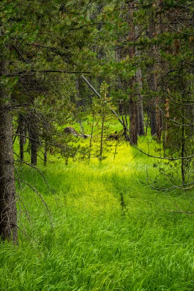 Malé Borovice Roste Jasně Zelené Mezeře Mezi Většími Stromy Yellowstone — Stock fotografie