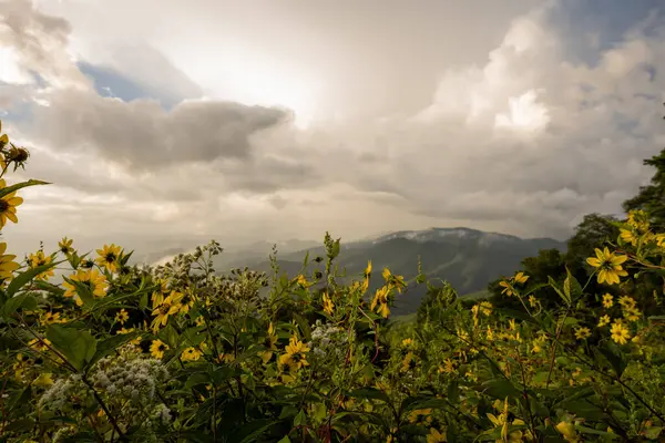 Tangle Sunflowers Cloudy Ridge Distance Overlook Smokies —  Fotos de Stock