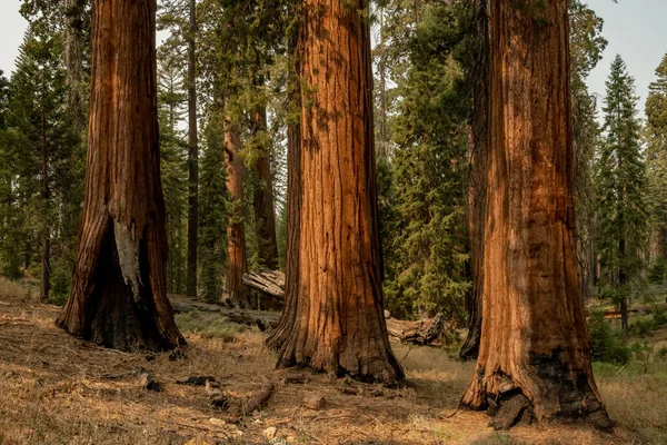 Three Large Sequoia Trees Glow Orange Morning Light Yosemite National — Stock Photo, Image