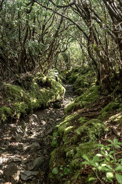Тропа Восхождения Гору Браши Национальном Парке Великие Смоки Маунтинс — стоковое фото