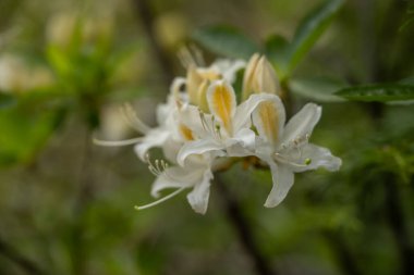 Kings Canyon Ulusal Parkı 'nda seçici odaklı Beyaz ve Sarı Azalea Yaprakları