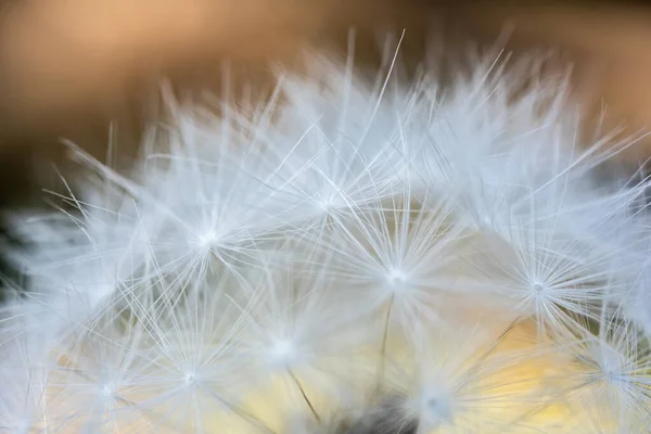 White Tips Dandelion Bloom Close Shot — Stock Photo, Image