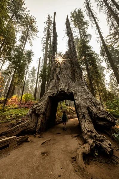 Mulher Caminha Através Árvore Sequoia Gigante Parque Nacional Yosemite — Fotografia de Stock