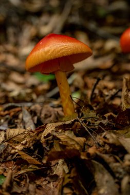 Plaj Şemsiyesi Mantar Gibi Düşen Yapraklarda Uzun Duruyor