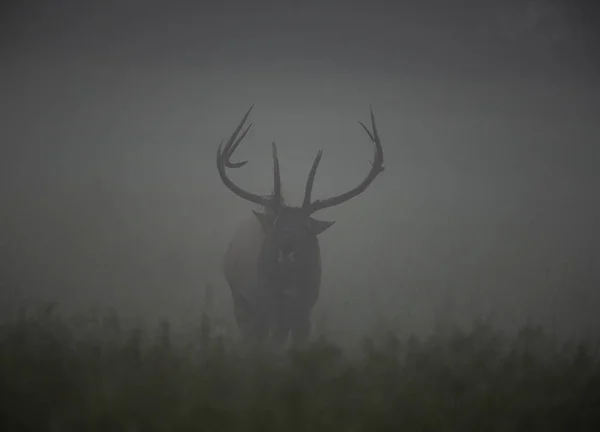 Bull Elk Bugles Porannej Mgle — Zdjęcie stockowe