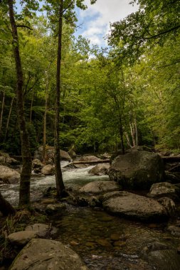 Great Smoky Dağları Ulusal Parkı 'ndaki Big Creek' in dalgalı suyunun yanında