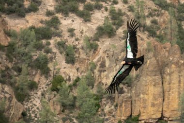 Condor Green 26 Pinnacles Ulusal Parkı 'ndaki uçurumlara karşı yelken açtı