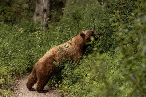 在冰河国家公园的灌木丛中 肉桂黑熊走出小径 来到了哈克贝里 — 图库照片