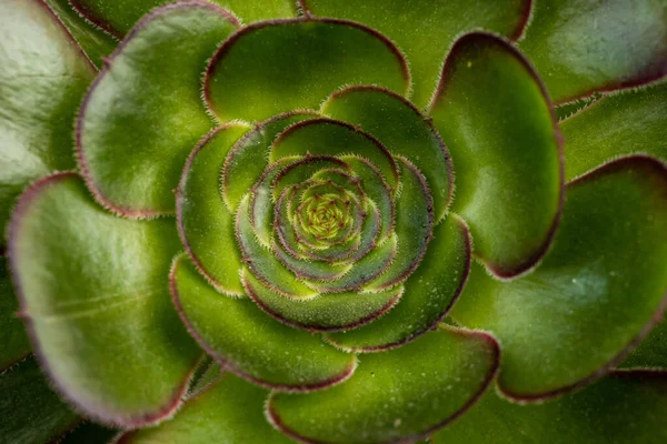 Close Up Center of Green Succulent Plant with Purple Highlights