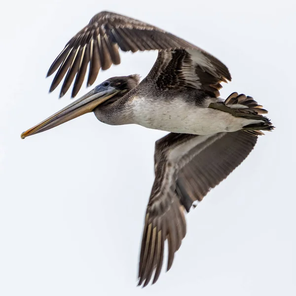 Zamknij Pelican Overhead Dniu Zachmurzenia — Zdjęcie stockowe
