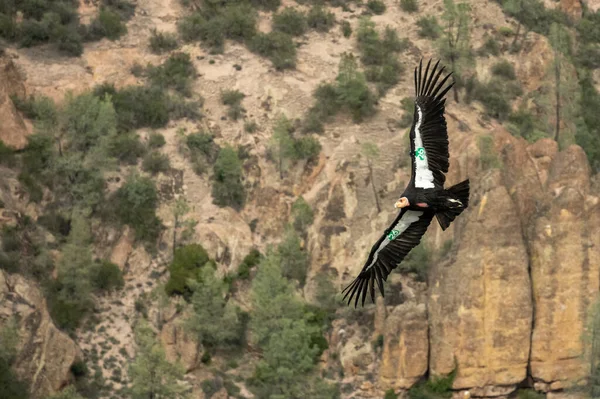 Condor Green Vela Contra Penhascos Parque Nacional Pinnacles — Fotografia de Stock