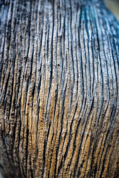 Dried Tree Bark Texture Rounded Veins — Stock Photo, Image