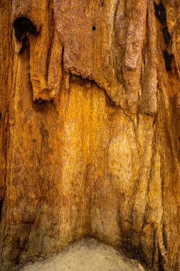 Sequoia Ulusal Parkı 'ndaki Dev Sekoya Ağacının İçi Boş Bölümü