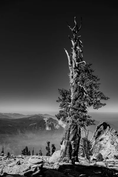 Gray Scale Foxtail Pine Summit Alta Peak Sequoia — Stock Photo, Image