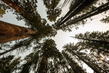 Yosemite Ulusal Parkı 'ndaki Sequoia ve Ponderosa Pine Tepesi' ne Bakıyoruz.