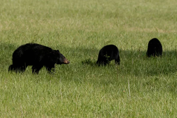 Mamma Orso Due Cuccioli Pascolano Nella Baia Cades Nel Parco — Foto Stock