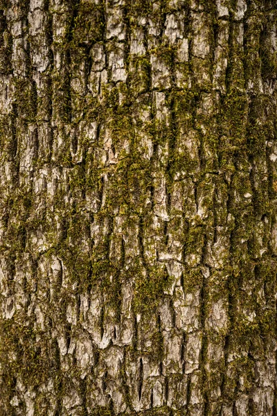 Moss Kora Tekstury Wypełnia Ramki — Zdjęcie stockowe