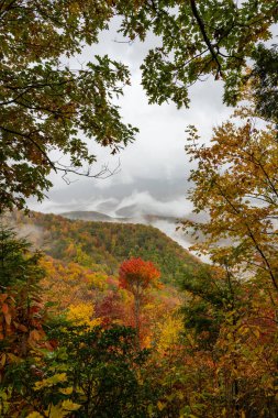 Blue Ridge Parkway 'de ağaçlar ve sisli bir vadiye bakan sonbahar renklerine bakıyorum.