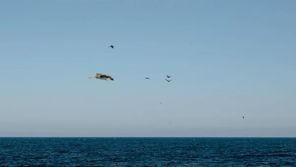 Pelikan Glide Över Kaliforniens Kust Nära Santa Barbara — Stockfoto
