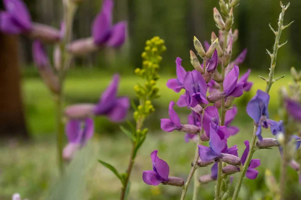 Pink Purple Monkshood Wildflowers Blooming Rocky Mountain National Park — Stock Photo, Image