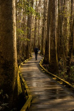 Single Hiker Passes Over Boardwalk Through Marsh in Winter in Congaree National Park clipart