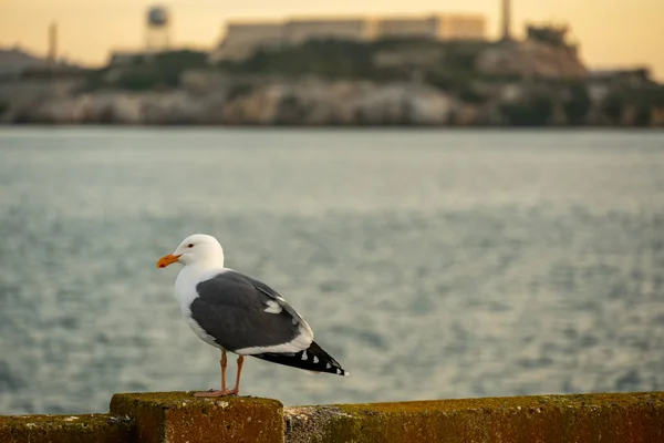Zeemeeuw Zit Balustrade Met Alcatraz Verte San Francisco Bay — Stockfoto