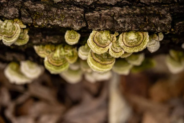 Small Fungi Grow Fallen Log Mammoth Cave National Park — Stock Photo, Image