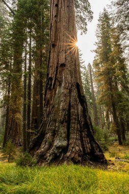 Yosemite Ulusal Parkı 'ndaki Sequoia Bagaj ve Çimenlik Alanı' nda Güneş patlaması