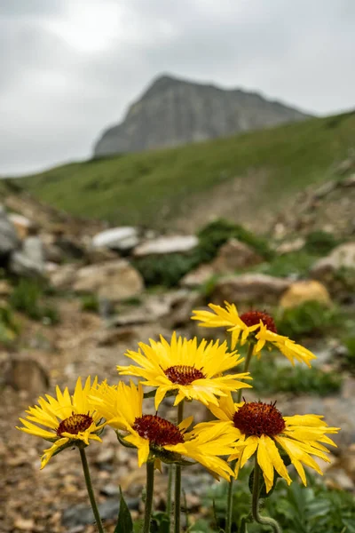 stock image Sunflowers Bloom On A Rainy Summer Day In Glacier National Park