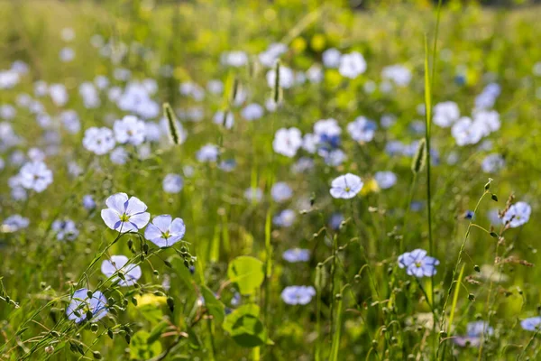 Sonnenlicht Scheint Durch Blaue Flachsblüten Auf Dichtem Grasfeld Rocky Mountain — Stockfoto