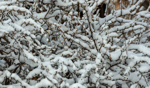 Tangle Branches Cubierto Nieve Parque Nacional Del Gran Cañón —  Fotos de Stock