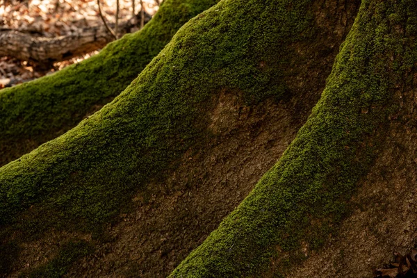 Три Шари Яченого Зеленого Кольору Лиских Кипарис Національному Парку Конґері — стокове фото