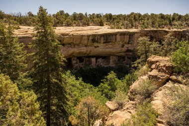 Mesa Verde Ulusal Parkı 'ndaki Ağaç Evi' nin etrafında ağaçlar dikiliyor.