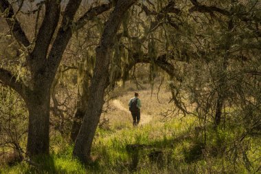 Pinnacles Ulusal Parkı 'ndaki Yosun Ağacı Dallarında Çerçevelenmiş Kadın Yürüyüşçü