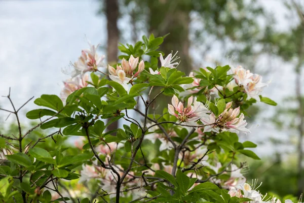 Λευκό Και Ροζ Λουλούδια Azalea Παχύ Μπροστά Από Λίμνη Laurel — Φωτογραφία Αρχείου