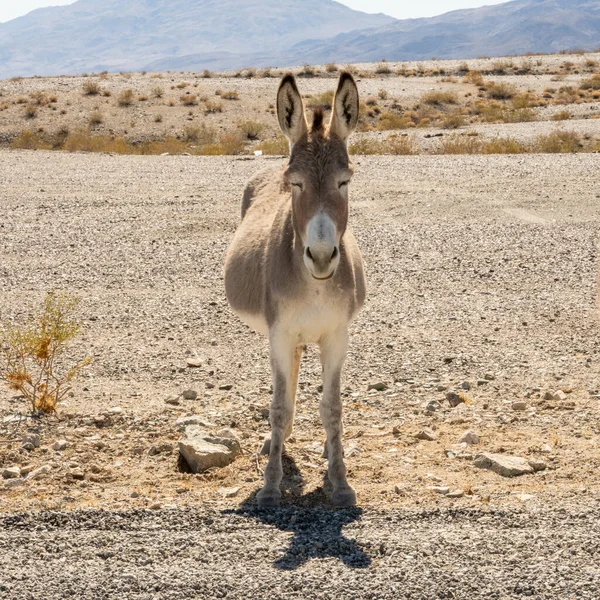 Wild Ezel Staat Met Ogen Gesloten Alngside Weg Death Valley — Stockfoto
