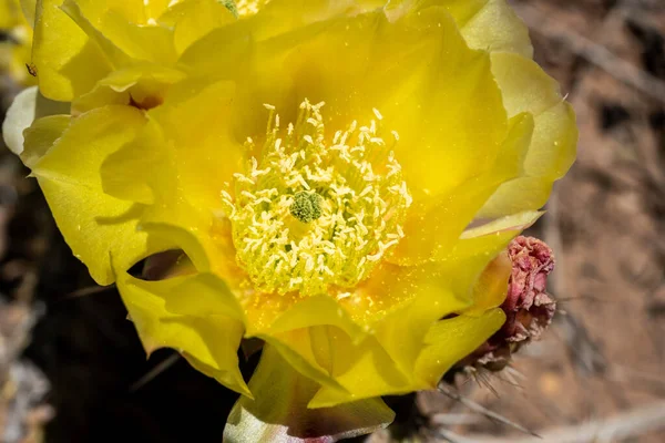 Żółty Kwiat Otwiera Się Kaktusa Początku Lata Parku Narodowym Mesa — Zdjęcie stockowe