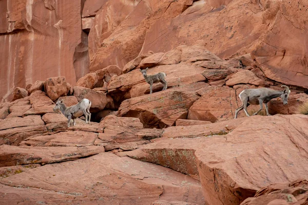 stock image Young Big Horn Lamb Stands Between Two Adults On Sandstone Rocks in Valley of Fire State Park