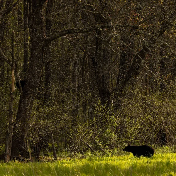 Medvěd Stojí Okraji Lesa Zátoce Cades — Stock fotografie