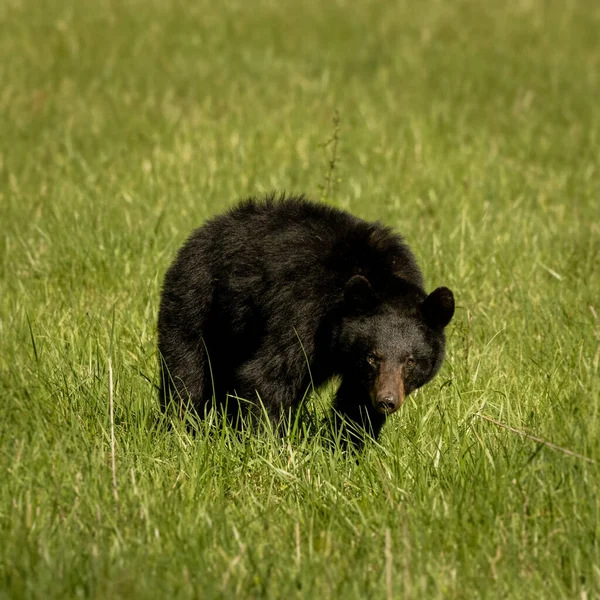 黑熊直勾勾地抬头看着凯迪斯湾田野里的相机 — 图库照片
