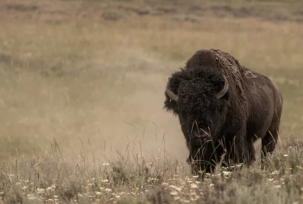 Bison Stirring Dust Wallow Parku Narodowym Yellowstone — Zdjęcie stockowe