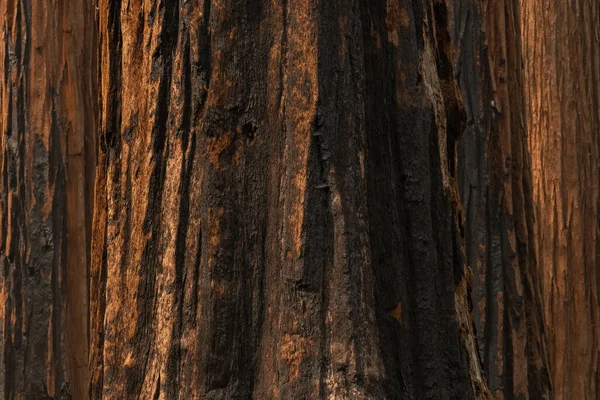 Cicatriz Quemaduras Negras Base Del Árbol Sequoia Gigante Parque Nacional —  Fotos de Stock